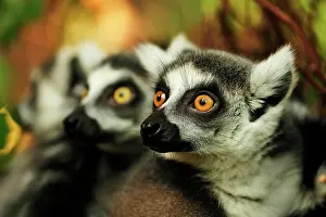 Catta: Ring-tailed lemur (Lemur catta), portrait, captive