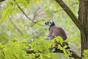 Tall: A ring-tailed lemur (Lemur catta) stands high up on a branch of tree with fresh green leafs