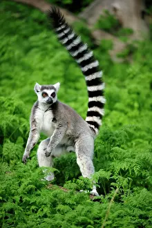 Catta: Ring-tailed lemur (Lemur catta) stands with raised