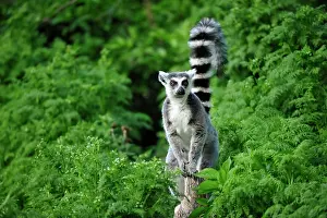 Catta: Ring-tailed lemur (Lemur catta) stands with raised