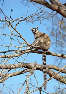 Berenty: Ring-tailed Lemur (Lemur catta) warming