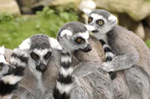 Lemur: Ring-tailed Lemur (Lemur katta)