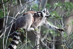 Piggyback: RING-TAILED LEMUR - Mother with baby