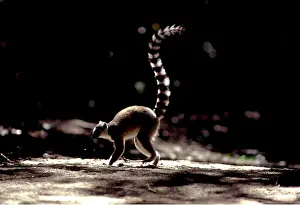 Rungnapa Sasitorn: RING-TAILED LEMUR - mottled