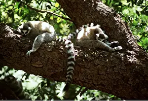 Rungnapa Sasitorn: RING-TAILED LEMUR - Pair, Midday siesta