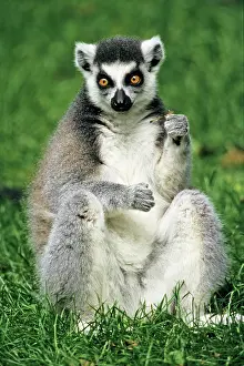 Catta: Ring-tailed Lemur - portrait, sitting on grass