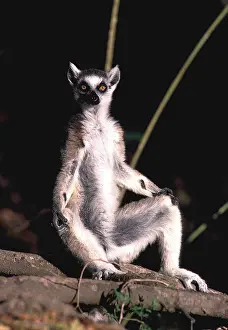 Lemurs: RING-TAILED LEMUR - sitting