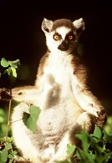 Rungnapa Sasitorn: RING-TAILED LEMUR - sunbathing, facing camera