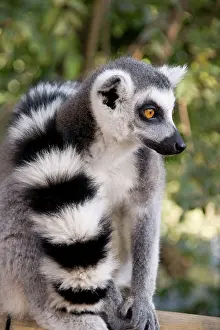 Wrap: Ring-tailed Lemur - with tail wrapped around body