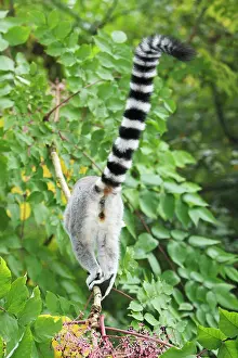 Catta: Ring-tailed Lemur - view of animal from behind