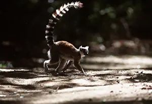 Rungnapa Sasitorn: RING-TAILED LEMUR - walking