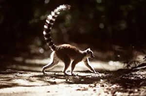 Rungnapa Sasitorn: RING-TAILED LEMUR - walking
