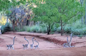 Catta: Ring-Tailed Lemur - walking with tail up