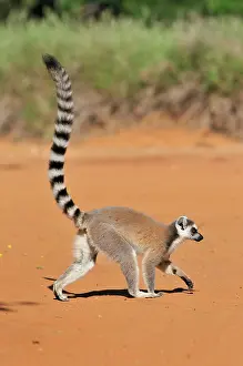 Catta: Ring-Tailed Lemur - walking with tail up