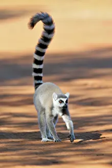 Catta: Ring-Tailed Lemur - walking with tail up