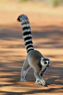Catta: Ring-Tailed Lemur - walking with tail up