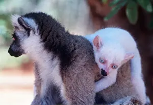Rungnapa Sasitorn: Ring-tailed LEMUR - white baby male