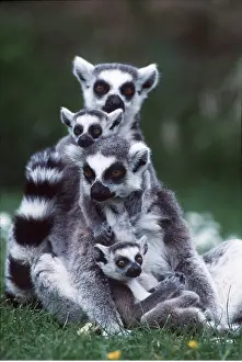 Ring: RING-TAILED LEMUR - x two and young