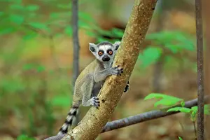 Startled: Ring-tailed Lemur - young