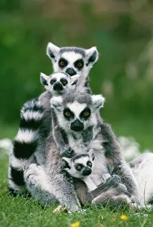 Ring: RING-TAILED LEMUR - With young