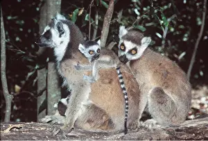 Clinging: RING-TAILED LEMURS - with baby