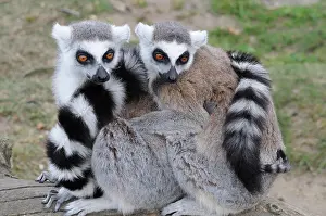 Zoological: Ring-tailed Lemurs (Lemur catta) sitting close together