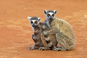 Catta: Ring-tailed Lemurs sitting down together