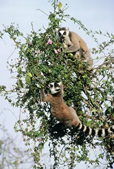 Catta: RING-TAILED LEMURS - In tree