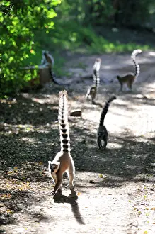 Catta: Ring-Tailed Lemurs - walking with tail up