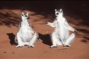 Ring: RING-TAILED LEMURS - x two, pair sunbathing sitting