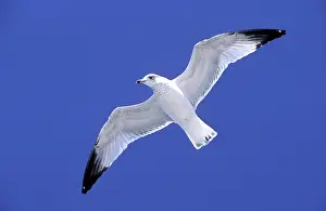 Delawarensis: Ringbilled Gull - in flight against wind