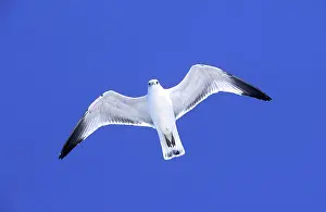 Delawarensis: Ringbilled gull - in flight against wind