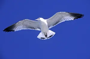 Delawarensis: Ringbilled gull - in flight against wind