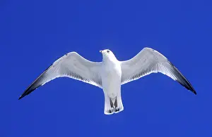Delawarensis: Ringbilled gull - in flight against wind