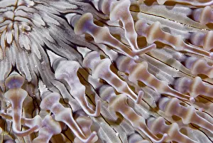 Arty: Ringed anemone (Actiniaria), Raja Ampat