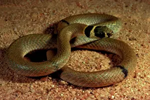 Potentially: Ringed brown snake. Potentially dangerous
