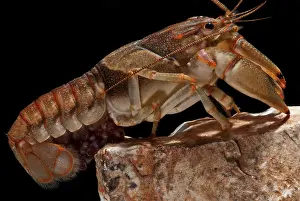 Maternal: Ringed Crayfish with Eggs