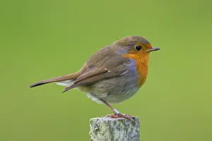 Post: Ringed European robin (Erithacus rubecula) perched