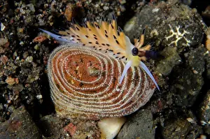 Cerata: Ringed Favorinus Nudibranch