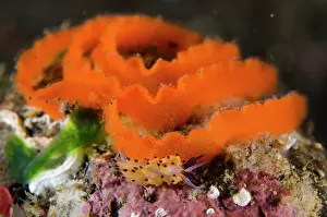 Cerata: Ringed Favorinus Nudibranch