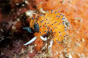 Cerata: Ringed Flavorinus Nudibranch