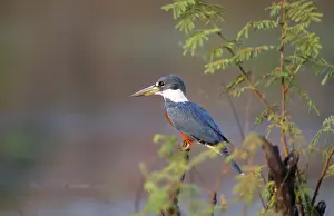Ceryle: Ringed Kingfisher