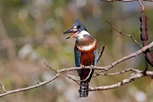 Megaceryle: Ringed Kingfisher