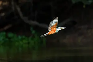 Megaceryle: Ringed Kingfisher