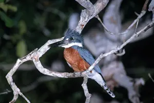 Ceryle: Ringed Kingfisher