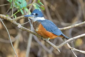 Megaceryle: Ringed Kingfisher