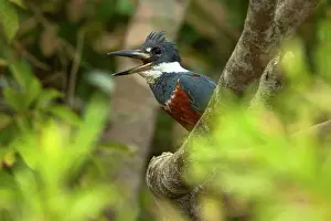 Ceryle: Ringed Kingfisher / Ceryle torquata - female adult