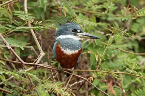 Megaceryle: Ringed Kingfisher female perched in riverside tree