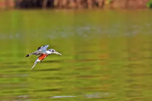 Kingfisher: Ringed Kingfisher - in flight