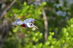 Megaceryle: Ringed Kingfisher in flight Pantanal area Mato Grosso
